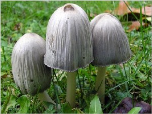 Coprinus