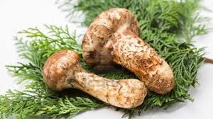 seta Matsutake