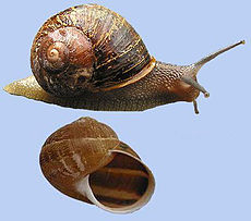 Caracol común