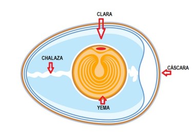 partes-del-huevo
